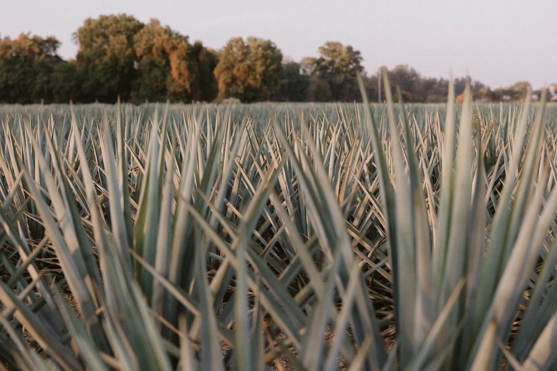 How Is Tequila Made? Inside TROPA's Agave, Jalisco and Functional Mushroom Blend