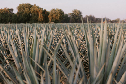 How Is Tequila Made? Inside TROPA's Agave, Jalisco and Functional Mushroom Blend